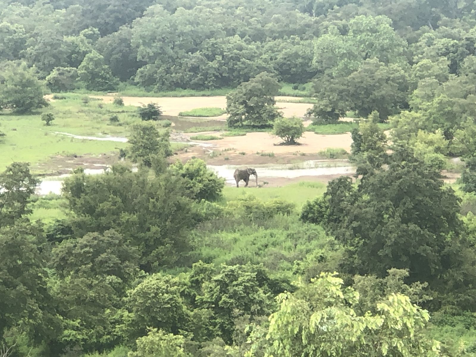 An elephant near a river in Mole National Park, Ghana